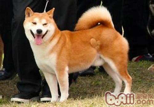 柴犬
