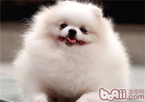 博美犬