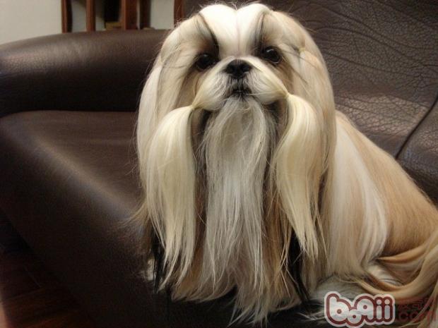 西施犬