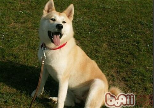 秋田犬