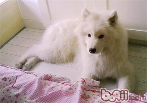 薩摩耶犬
