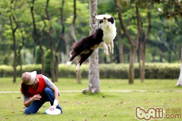 邊境牧羊犬