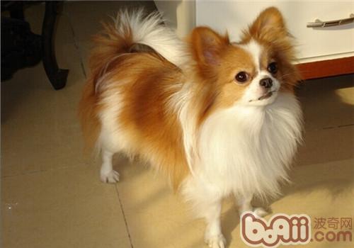 蝴蝶犬
