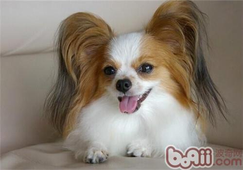 蝴蝶犬