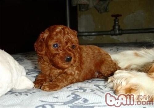 貴賓犬