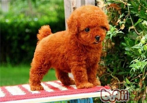 貴賓犬