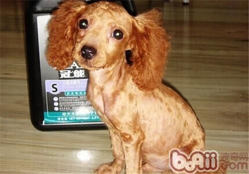 貴賓犬