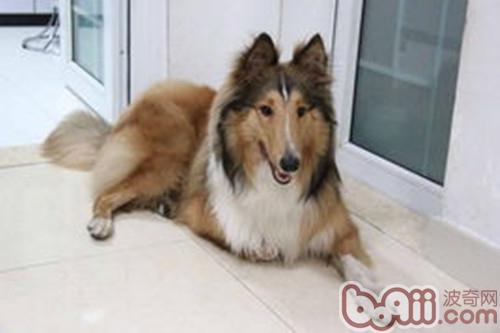 蘇格蘭牧羊犬