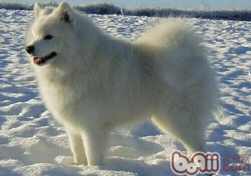 薩摩耶犬