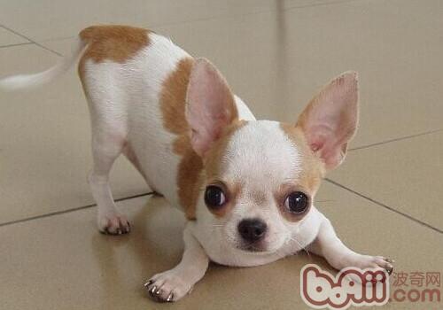 小鹿犬