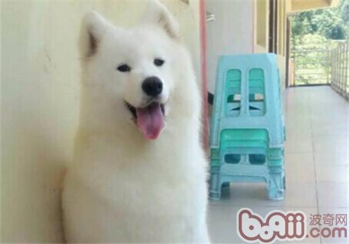 薩摩耶犬