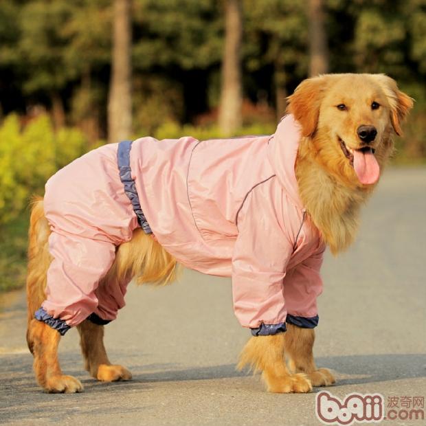 金毛犬