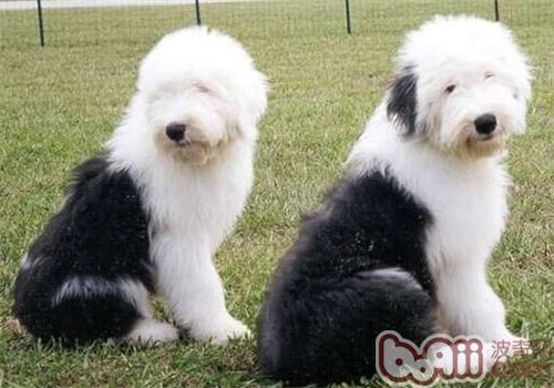 古代牧羊犬