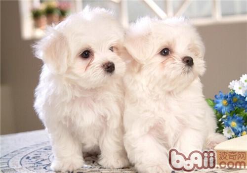 比熊犬