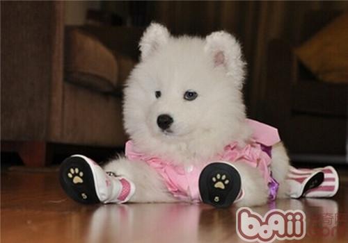 薩摩耶犬