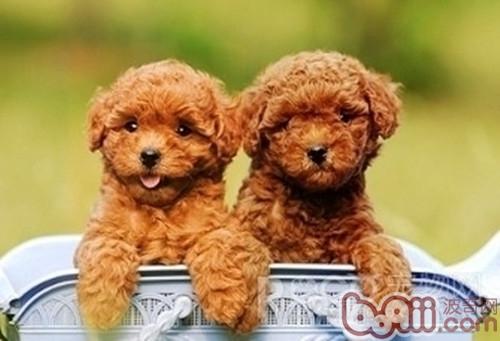 貴賓犬