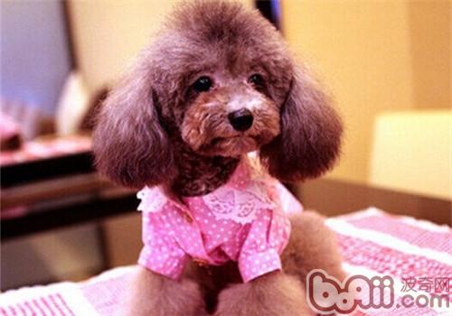 貴賓犬