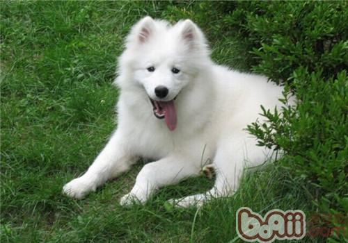 薩摩耶犬