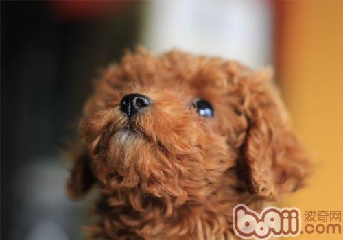 貴賓犬