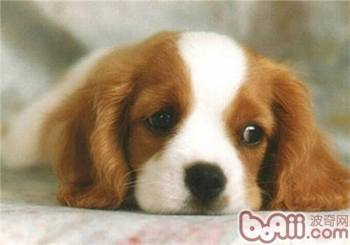 美國可卡犬