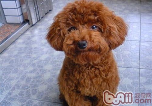 貴賓犬
