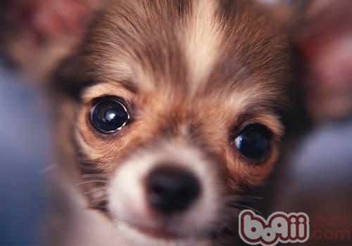 吉娃娃犬