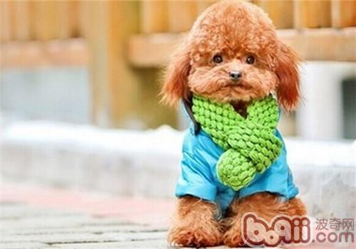 貴賓犬