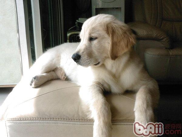 拉布拉多獵犬