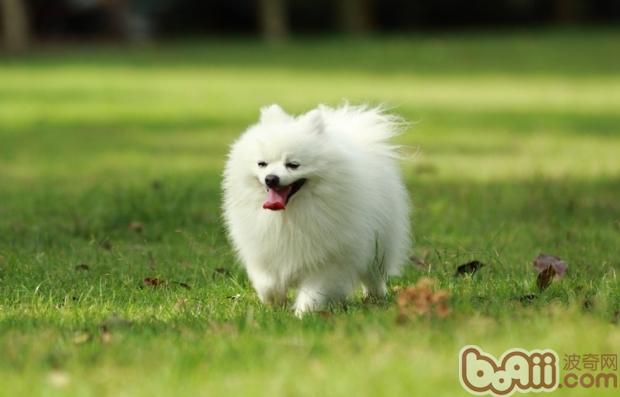 博美犬