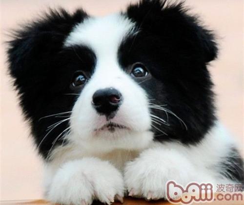 邊境牧羊犬
