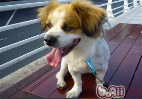 蝴蝶犬