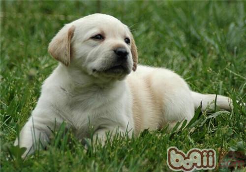 拉布拉多獵犬