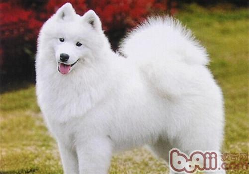 薩摩耶犬