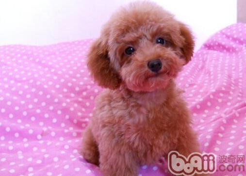 貴賓犬