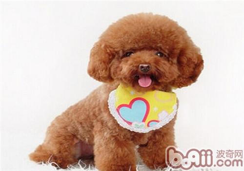 貴賓犬