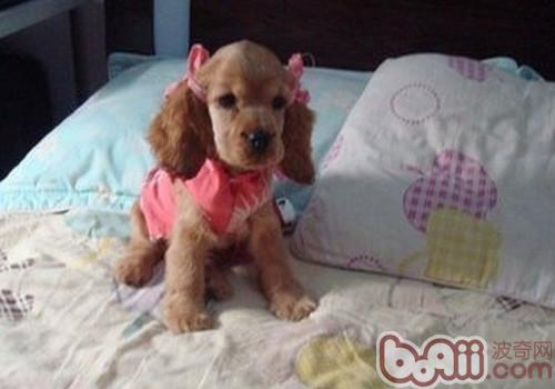 美國可卡犬