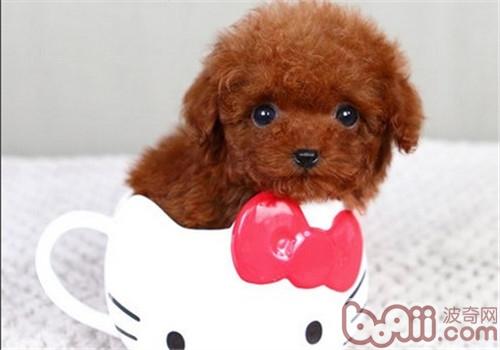 貴賓犬
