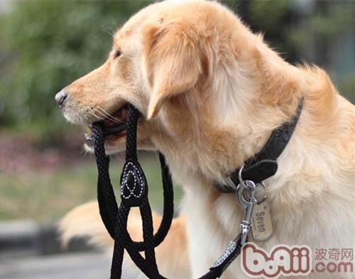 金毛犬