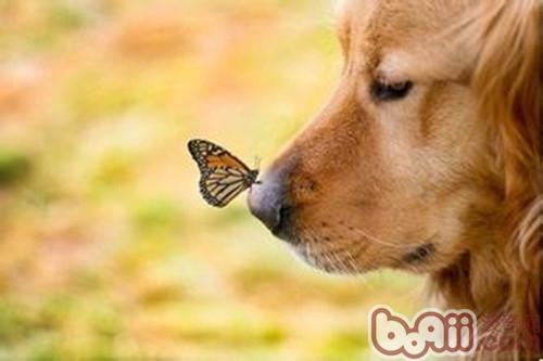 金毛犬