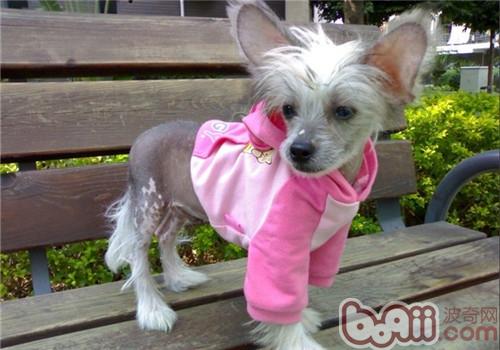 中國冠毛犬