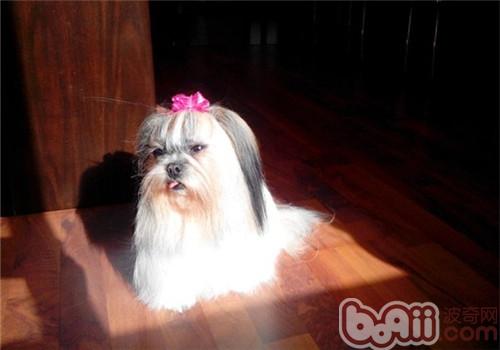 西施犬