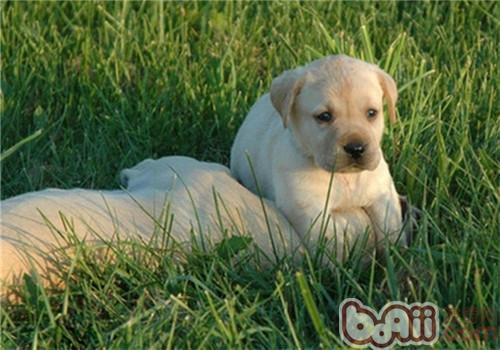 拉布拉多獵犬