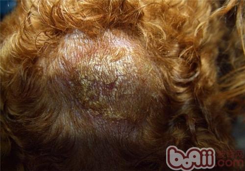 狗狗得了皮膚病需要打針嗎？