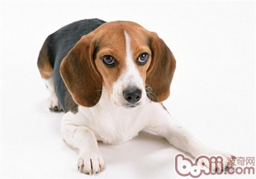 比格犬