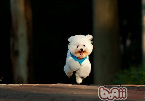 貴賓犬