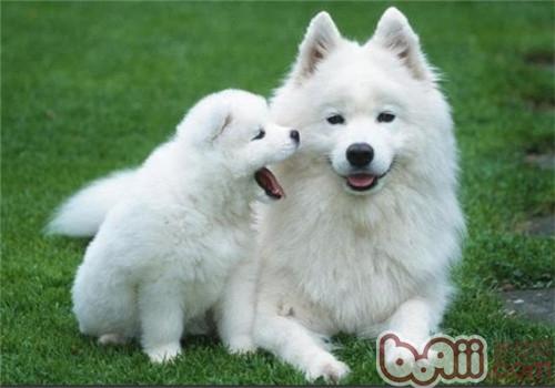 薩摩耶犬