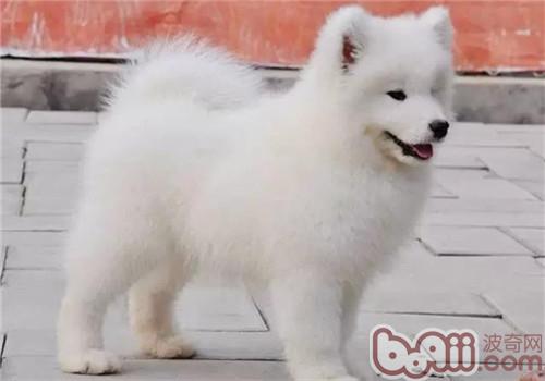 薩摩耶犬