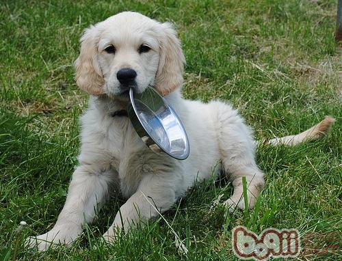 金毛犬