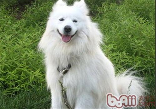 薩摩耶犬