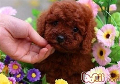 貴賓犬